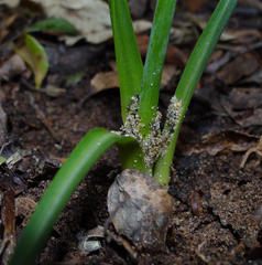 Albuca juncifolia