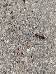 Platydracus stercorarius