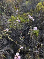 Adenandra rotundifolia