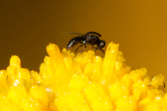 Hymenoptera