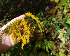 Solidago canadensis