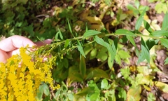Solidago canadensis