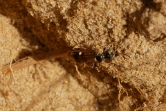 Alysson spinosus