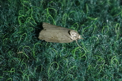 Nycteola asiatica