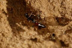 Alysson spinosus