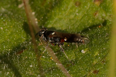 Alysson spinosus
