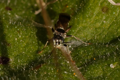 Alysson spinosus