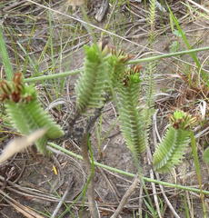 Crassula ericoides ericoides