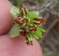 Crassula ericoides ericoides