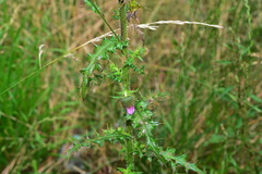 Cirsium ferum