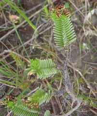 Crassula ericoides ericoides