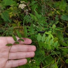 Vicia sepium