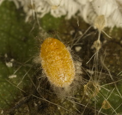 Icerya aegyptiaca