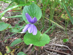 Viola uliginosa