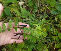 Vicia sepium