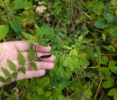 Vicia sepium