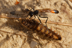 Ammophila