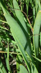 Bulbine narcissifolia