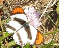 Colotis euippe omphale
