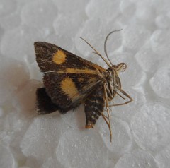 Pyrausta falcatalis