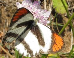 Colotis euippe omphale