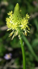 Bulbine narcissifolia