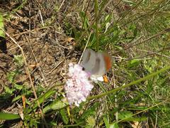 Colotis euippe omphale