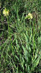 Bulbine narcissifolia