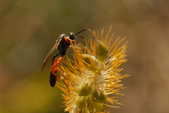 Ichneumonoidea