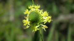 Bulbine narcissifolia