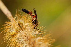 Ichneumonoidea