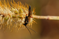 Ichneumonoidea