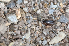 Loboptera