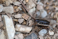 Loboptera