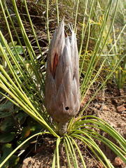 Protea lorea