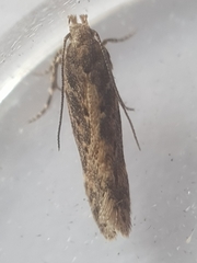 Scrobipalpa ocellatella