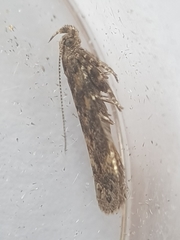 Scrobipalpa ocellatella