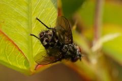 Sarcophagidae
