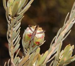 Mirperus jaculus
