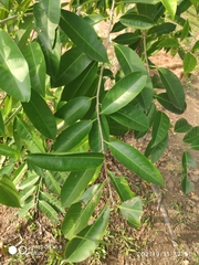 Ilex cymosa