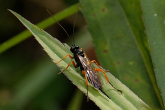 Ichneumonoidea