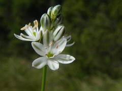 Albuca virens virens