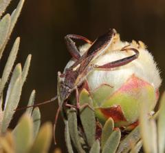 Mirperus jaculus