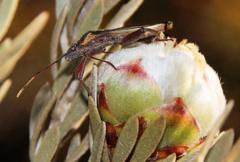 Mirperus jaculus