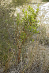 Cyclopia longifolia