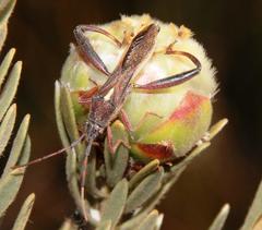 Mirperus jaculus