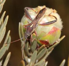 Mirperus jaculus