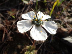 Drosera pauciflora