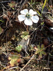 Drosera pauciflora