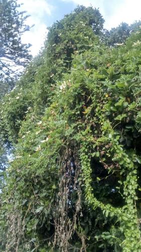 Wild Melon